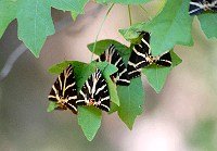 Butterflies in the Valley og Butterflies in Rhodes island