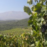 vineyards-naousa-greece