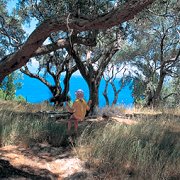 Olive grove