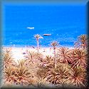 Crete, Lassithi, Vai beach; click to enlarge